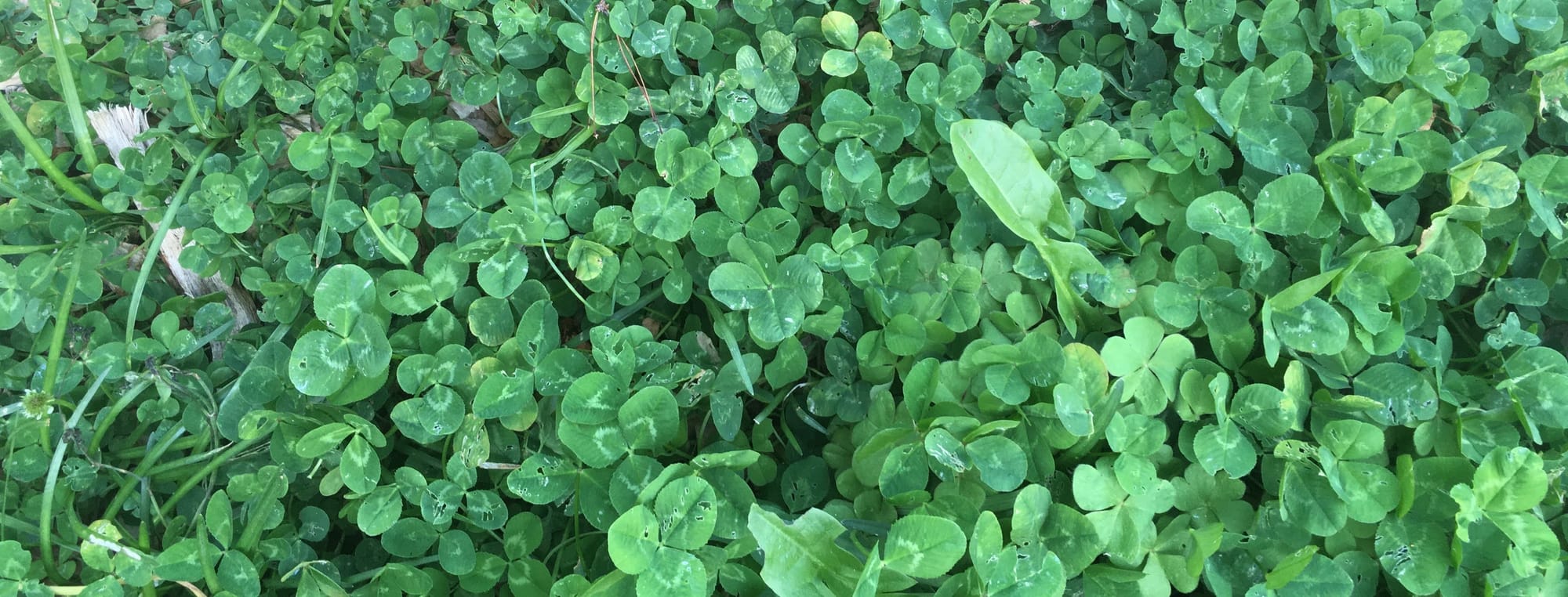 Clover Finder
